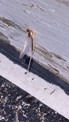 Pentagenia vittigera