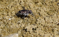 Cicindela repanda
