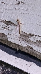 Pentagenia vittigera