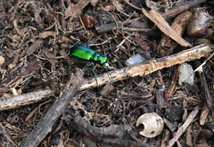 Cicindela sexguttata