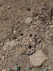 Cicindela depressula depressula
