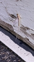 Pentagenia vittigera