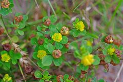 Trifolium campestre