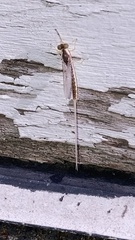 Pentagenia vittigera