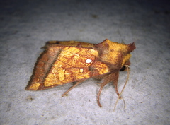 Papaipema leucostigma