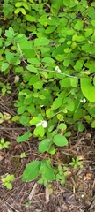 Symphoricarpos mollis