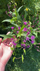 Vernonia noveboracensis