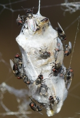 Milichiidae