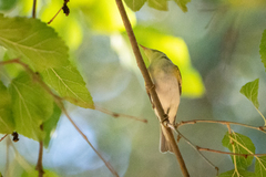 Phylloscopus sibilatrix