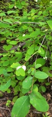 Symphoricarpos mollis