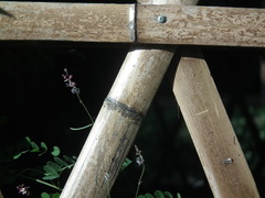 Indigofera bungeana