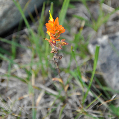 Castilleja coccinea