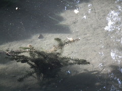 Hydrilla verticillata