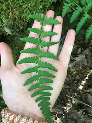 Dryopteris