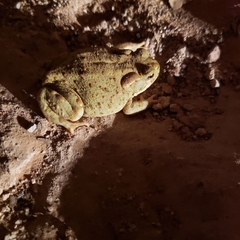 Incilius alvarius