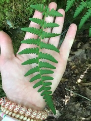 Dryopteris