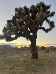 Yucca brevifolia