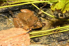 Limnonectes fujianensis