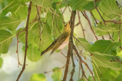Phylloscopus sibilatrix