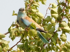 Coracias garrulus