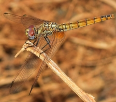 Trithemis annulata