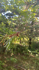 Pinus virginiana