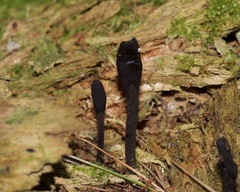 Geoglossum