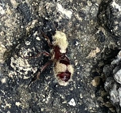 Dasymutilla holotricha