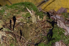 Geoglossum