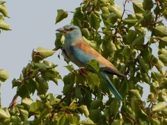 Coracias garrulus