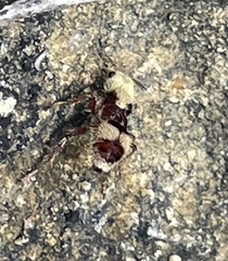 Dasymutilla holotricha