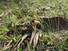Caladenia toxochila