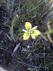 Moraea papilionacea