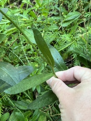 Leucanthemum vulgare