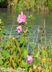 Hibiscus moscheutos