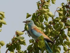 Coracias garrulus