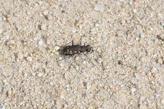 Cicindela oregona oregona