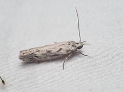 Ethmia discostrigella