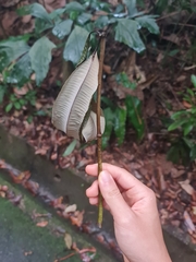 Alstonia