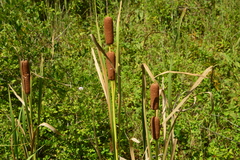 Typha × glauca