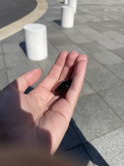 Hydrophilus triangularis