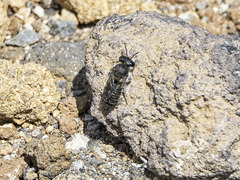 Megachile canariensis