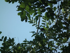 Styphnolobium japonicum