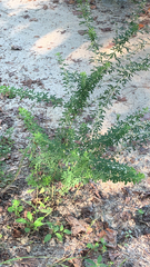 Lespedeza cuneata