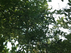 Styphnolobium japonicum