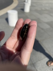 Hydrophilus triangularis