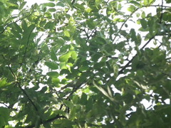 Styphnolobium japonicum