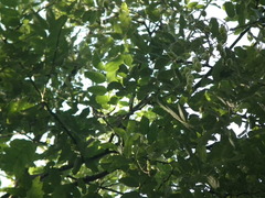 Styphnolobium japonicum