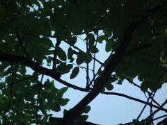 Styphnolobium japonicum