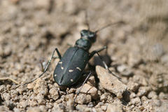 Cicindela depressula depressula